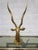 Mid 20th Century Brass Antelope Gazelle Statue For Sale - Image 9 of 10