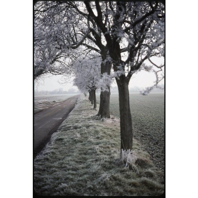 Paul Cooklin, Frosty Trees, Occold, Suffolk, Edition of 50 For Sale - Image 7 of 7