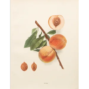 1900s U. P. Hedrick, Original Antique Photogravure of Hynes Peaches