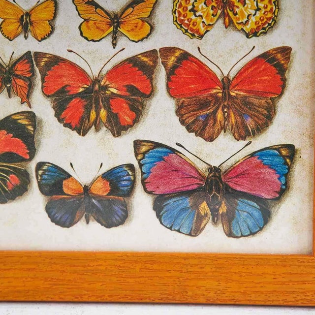 Refined Print Framed with Colorful Butterflies, 1970s