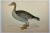 Antique Hand Colored Bird Print From England Showcasing A Grey-Lag Goose - Circa 1880. Print measures 7 1/8” W x 4 7/8” T...