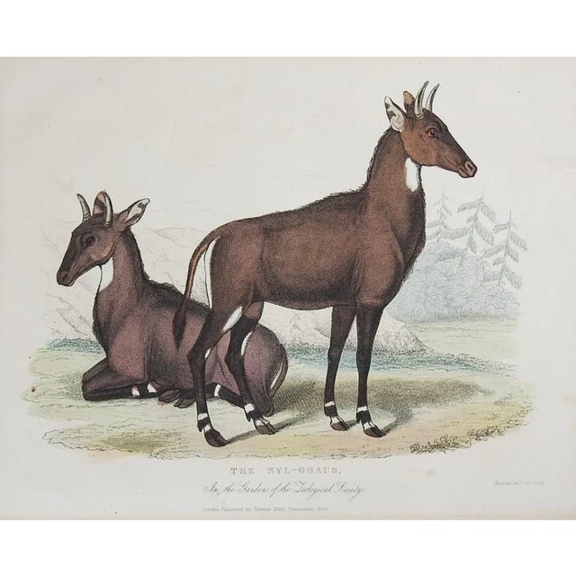 Pair of circa 1850's hand colored engravings on paper of large antelopes. Gnu and Nylghau in the Gardens of the Zoological...