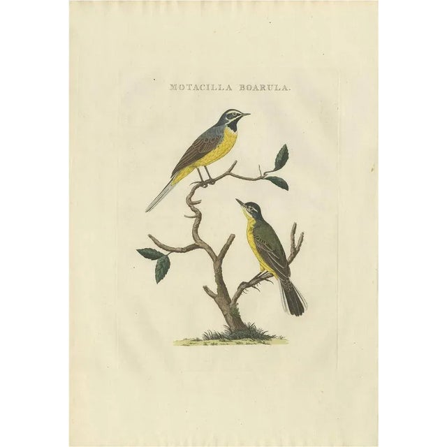 Sepp, Houttuyn & Nozeman, The Yellow Wagtail, 1829, Print For Sale - Image 6 of 6