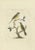 Sepp, Houttuyn & Nozeman, The Yellow Wagtail, 1829, Print For Sale - Image 6 of 6
