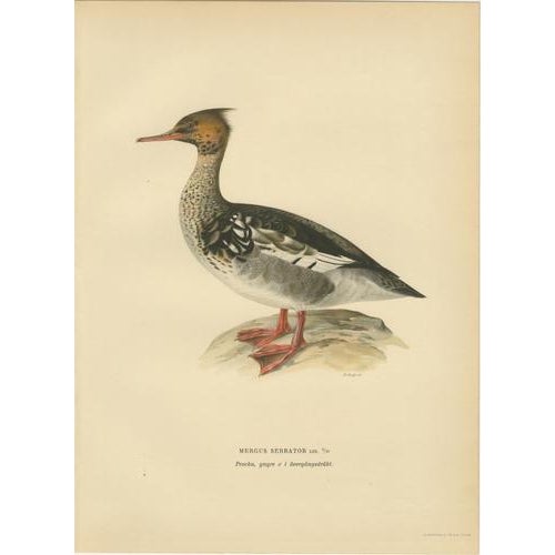 1920s Antique Merganser Duck Lithographs, Sweden, 1929, Set of 6 For Sale - Image 5 of 10