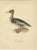 1920s Antique Merganser Duck Lithographs, Sweden, 1929, Set of 6 For Sale - Image 5 of 10