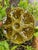 1950s French Gien Majolica Olive Green Oyster Plate For Sale - Image 13 of 13