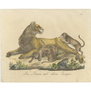 Karl Joseph Brodtmann, Lioness with Cubs, 1816, Lithograph For Sale