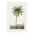 Vintage Date Palm Tree, Botanical Art Print Reproduction, 24" X 36" For Sale