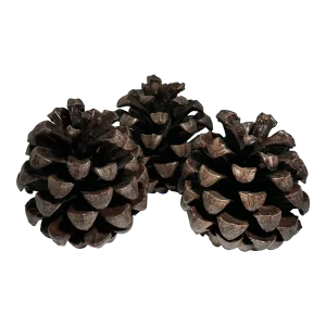 Collection of Three Pine Cones