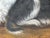 British Blenheim and Prince Charles Tricolour Spaniels Victorian Dogs Oil Portrait in a Wooded Country Landscapen in the Manner of John Dalby of York For Sale - Image 10 of 18