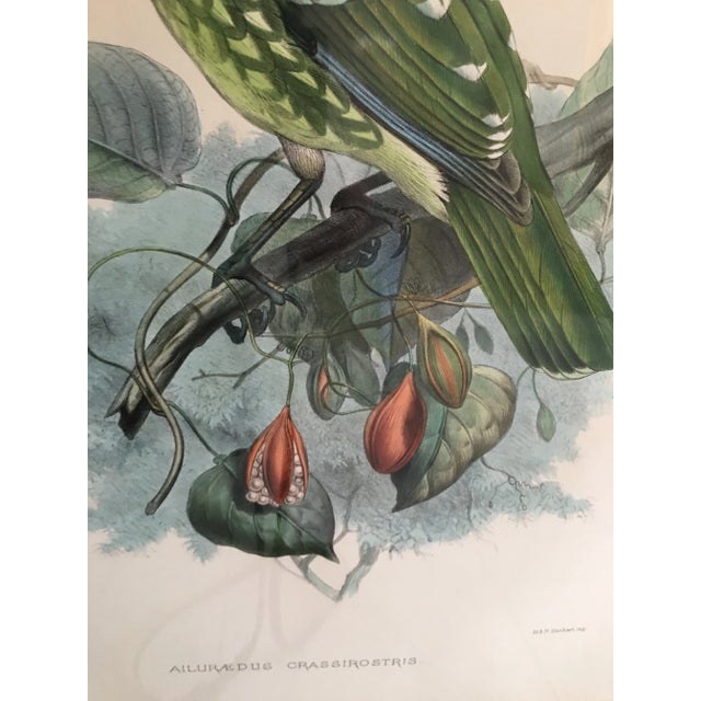 Early 20th Century Antique J.Wolf & J.Smith “Ailureadus Crassirostris” Lithograph Print For Sale - Image 9 of 11