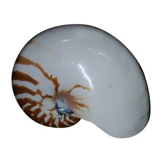 Nautilus Shell For Sale