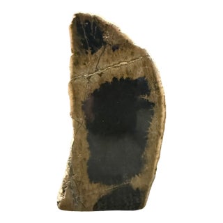 Fossilized Wood Decorative Piece, Lovely Figures and Colors For Sale