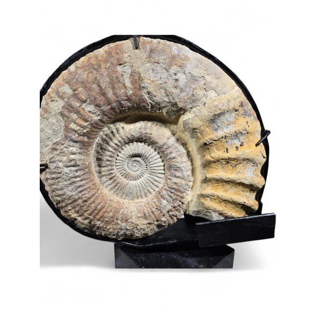 Large Ammonite Fossil Mounted on Marble Base For Sale - Image 4 of 12