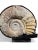 Large Ammonite Fossil Mounted on Marble Base For Sale - Image 4 of 12