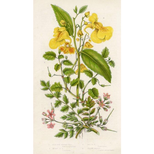 Set of 6 original antique botanical prints published in England in the 1870s. They are from a folio of the flowering...