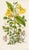 Set of 6 original antique botanical prints published in England in the 1870s. They are from a folio of the flowering...
