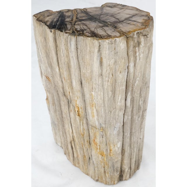 Wood Large Beige Petrified Wood Organic Stomp Shape Stand End Side Table Pedestal For Sale - Image 7 of 10