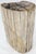 Wood Large Beige Petrified Wood Organic Stomp Shape Stand End Side Table Pedestal For Sale - Image 7 of 10