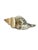 Vintage Partially Silvered Conch Shell in the Style of Bucellati For Sale - Image 12 of 15