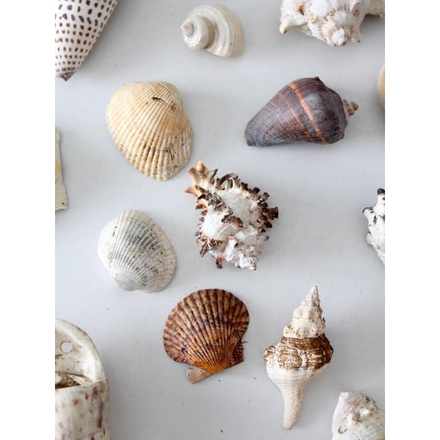 Vintage Collected Seashell Collection For Sale - Image 10 of 17