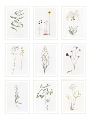 Celerie Kemble Curated Australian Botanical Set of 9 (16X20) in White Frame