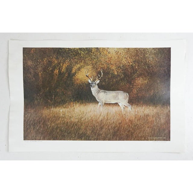 1984 Charles Beckendorf Whitetail Buck Print For Sale - Image 4 of 4