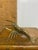 Mid 20th Century Mid 20th Century Brass Crawfish For Sale - Image 5 of 5