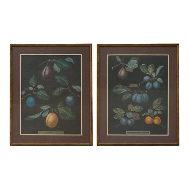 Framed Large Botanical Fruit Prints a Pair For Sale