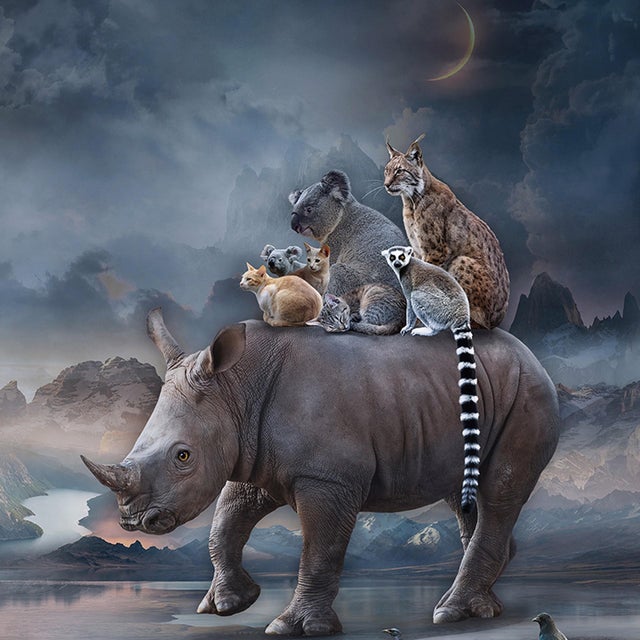 Protectors of the Wild Hearts by Marcin Owczarek | Photography - Dye Sublimation on Aluminum featuring various wildlife. For Sale - Image 4 of 4