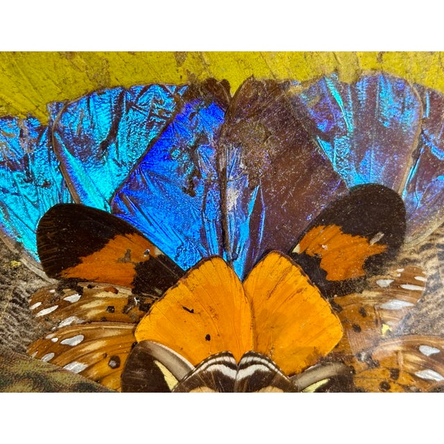 Yellow Brazilian Butterfly Wing Morpho Jesus Christ Charger C. 1950s For Sale - Image 8 of 17