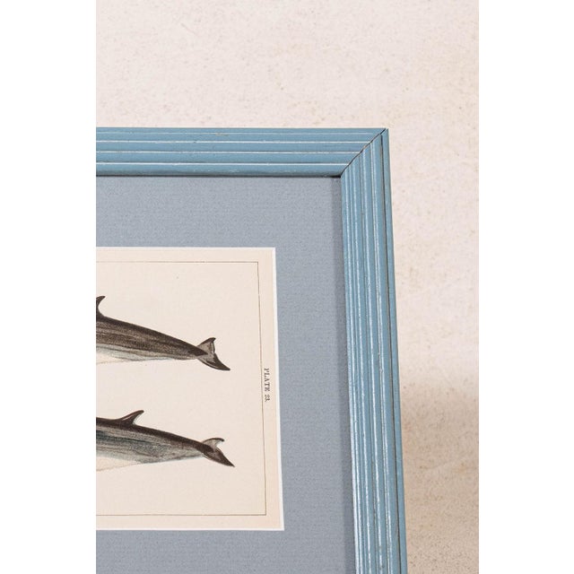 English Antique Dolphin Print (C. 1900) Float Mount in Blue Vintage Frame For Sale - Image 3 of 4
