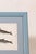 English Antique Dolphin Print (C. 1900) Float Mount in Blue Vintage Frame For Sale - Image 3 of 4