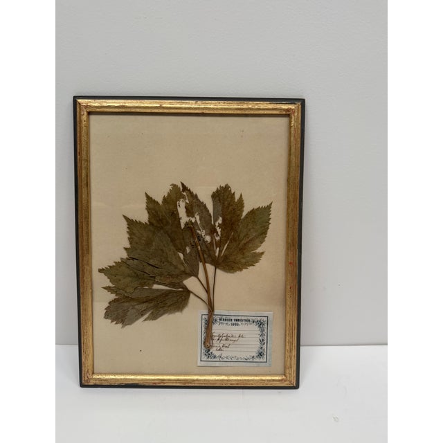 Set of three framed vintage pressed real botanical specimens under glass. Black and gold distressed frames