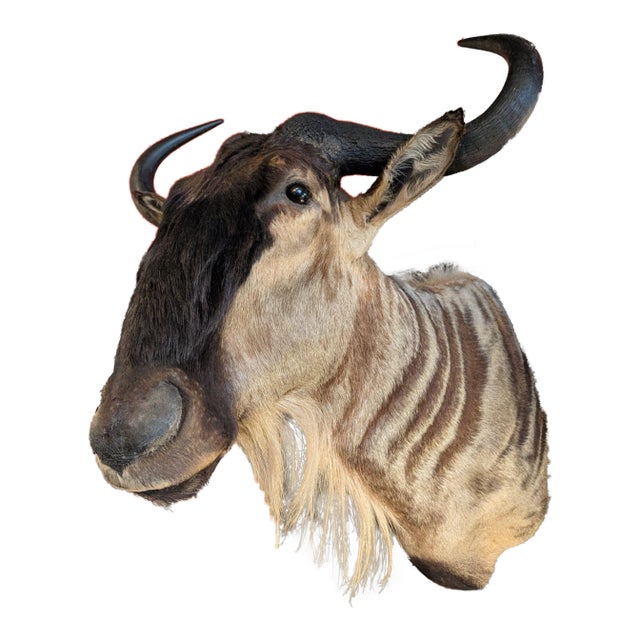 Late 20th Century Wildebeest Mount For Sale