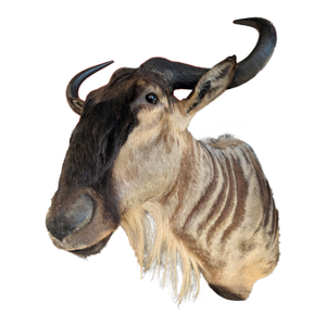 Late 20th Century Wildebeest Mount
