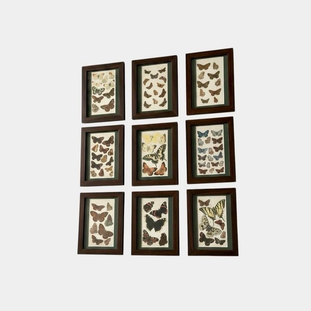 Green Antique Butterfly Print Gallery Wall Set in Walnut Frames - 9-Piece For Sale - Image 8 of 10