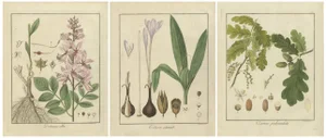 Burning Busha and Autumn Crocus and English Oak, 1819, Paper, Set of 3