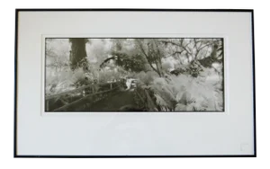 1980s "Prehistoric Rain Forest, Oregon" Silver Gelatin Photograph by Geir Jordahl, Framed