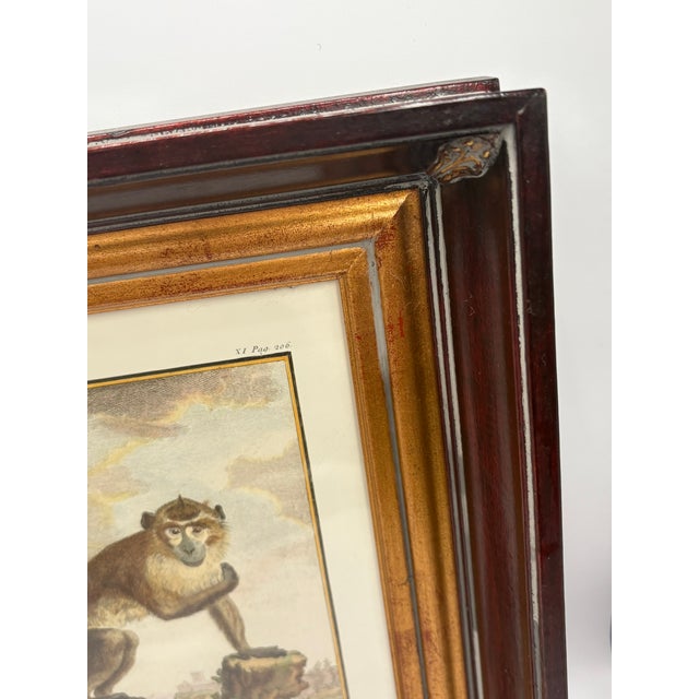 Brown Vintage French Natural History Monkey Reproduction Prints Art & Gilded Wood Frames - A Pair For Sale - Image 8 of 15
