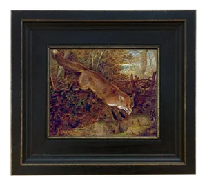 Fox Breaking for Cover by William Webb Framed Print on Canvas, Distressed Black Wood Frame