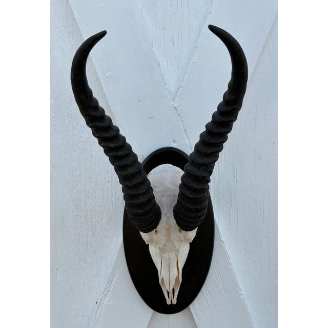 Great condition. minor ware. Super quality. Please see photos as they are considered part of the description. African...