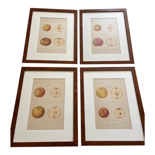 Series of 4 19th C Hand Colored Engravings of Apples For Sale