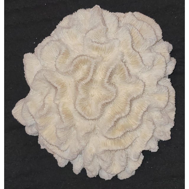 Mid 20th Century Authentic Natural Brain Coral Speciman For Sale - Image 5 of 6