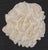 Mid 20th Century Authentic Natural Brain Coral Speciman For Sale - Image 5 of 6