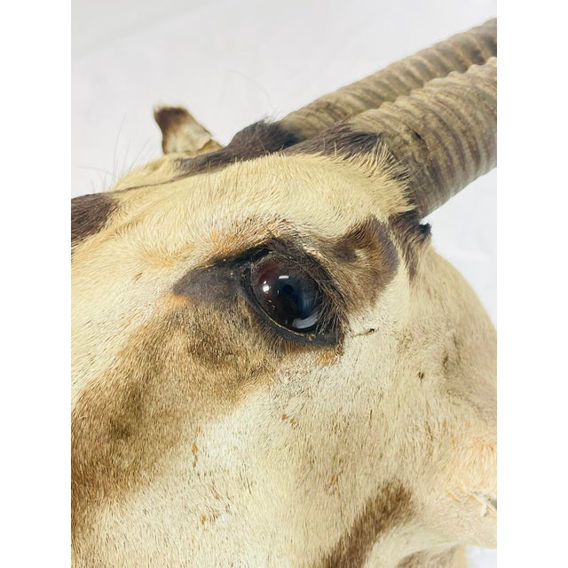 Animal Skin Vintage Mounted Antelope Taxidermy Wall Mount With Long Horns, Estate Find For Sale - Image 7 of 18
