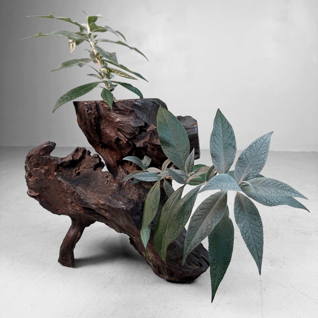 This unique piece of root wood from the Meiji period was selected for styling and arranging: a sculptural, naturally...