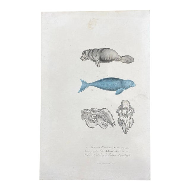 French Antique 18th Century "Lamantin D'Amerique" Animal Engraving Hand Colored Artwork For Sale