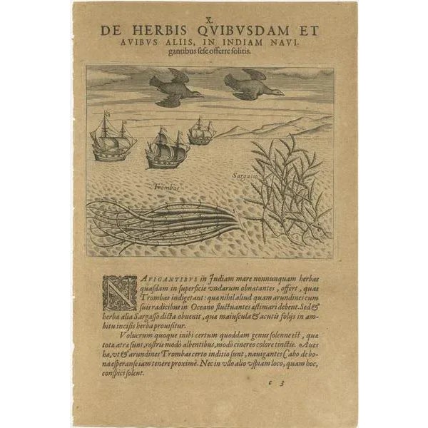 Black De Bry, Maritime Life and Flora, 1601, Paper For Sale - Image 8 of 9